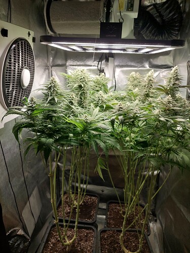 Growreport Bild 3