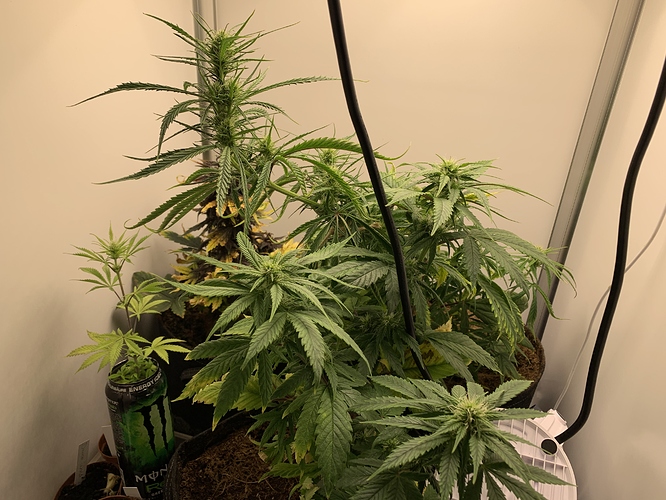 Growreport Bild 1