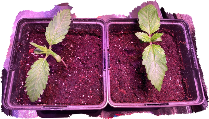 Growreport Bild 17