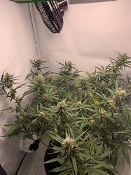 Growreport Bild 21