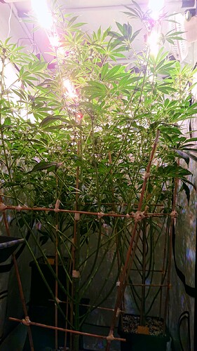 Growreport Bild 3