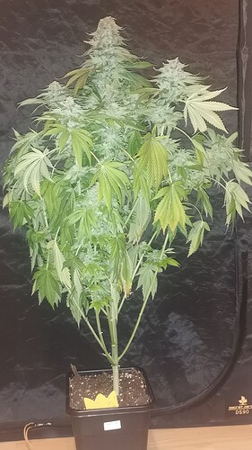 Growreport Bild 3