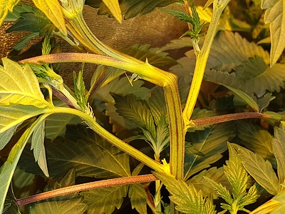 Growreport Bild 9