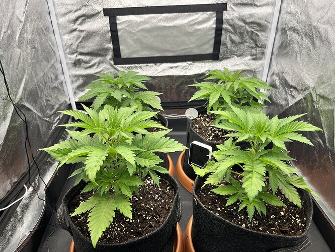 Growreport Bild 1