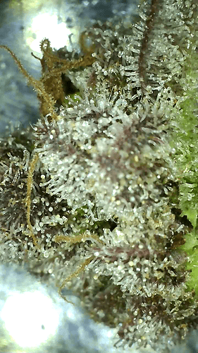 Growreport Bild 21