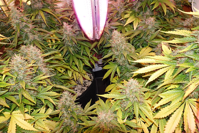 Growreport Bild 16