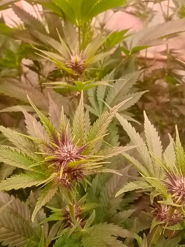 Growreport Bild 24