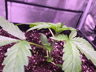 Growreport Bild 1