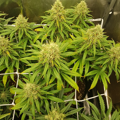 Growreport Bild 9