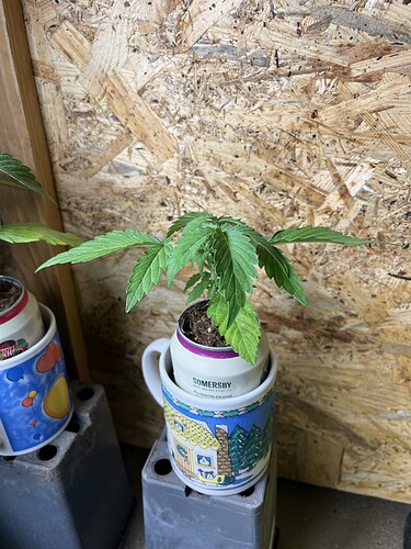 Growreport Bild 17