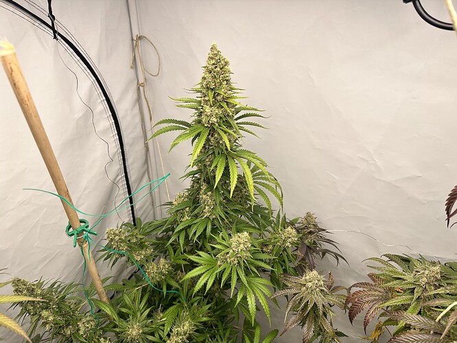 Growreport Bild 7