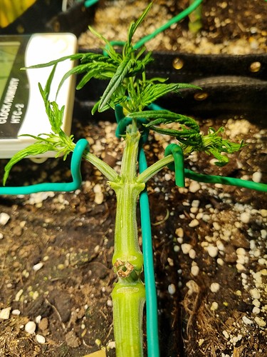 Growreport Bild 5