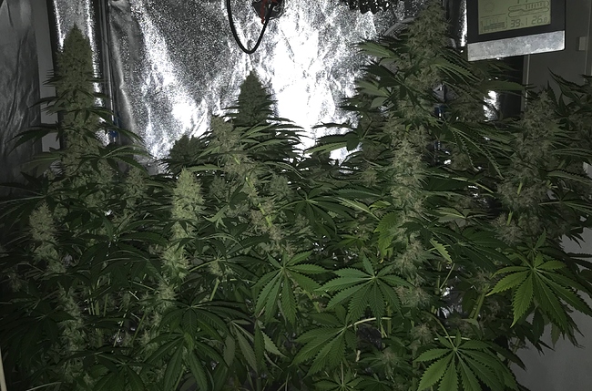 Growreport Bild 9