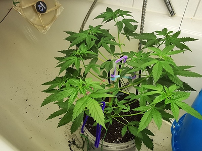 Growreport Bild 7