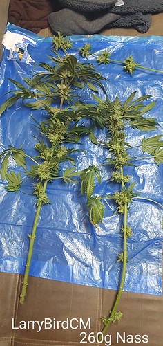 Growreport Bild 30