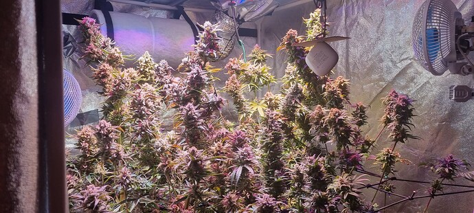 Growreport Bild 25