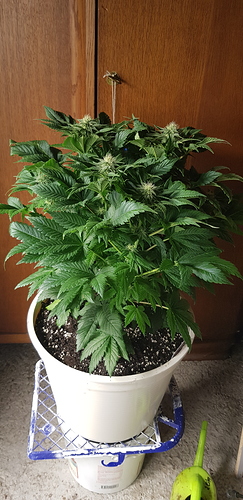 Growreport Bild 11
