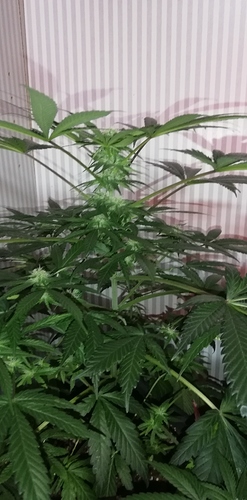 Growreport Bild 9