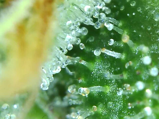 Growreport Bild 30