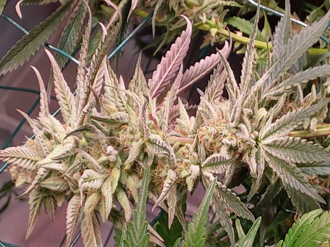 Growreport Bild 5