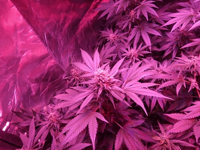 Growreport Bild 19