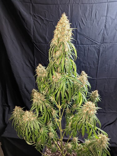 Growreport Bild 32