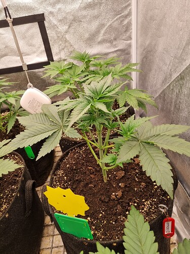 Growreport Bild 43