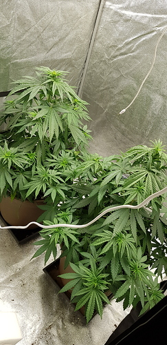 Growreport Bild 2
