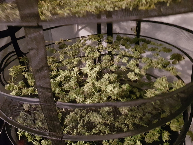 2020: Outdoor Töpfe im Garten - Erster Versuch ever⁸ - Outdoor - Forum