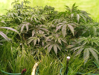Growreport Bild 3