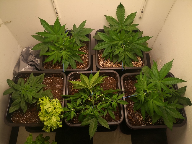 Growreport Bild 5