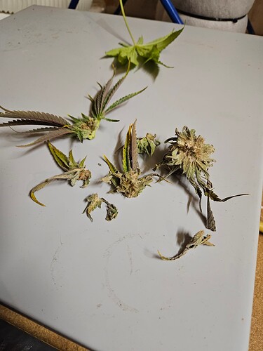 Growreport Bild 54
