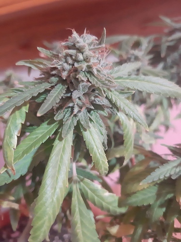 Growreport Bild 3