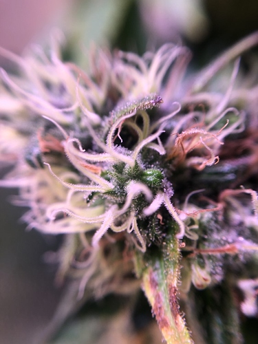 Growreport Bild 51