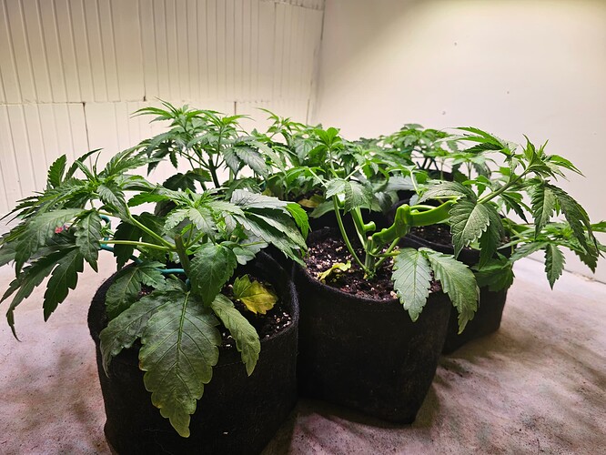 Growreport Bild 6