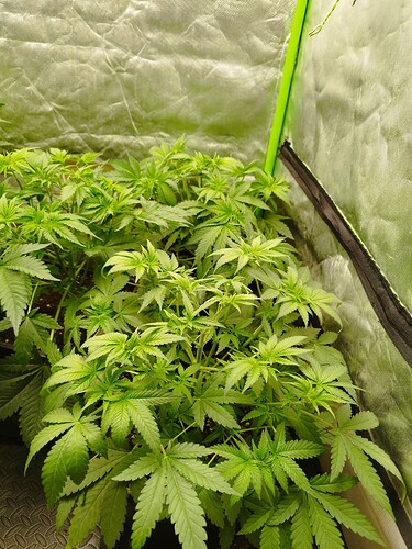 Growreport Bild 7
