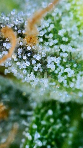 trichome2 - 2