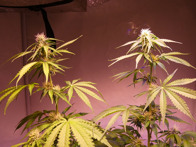 Growreport Bild 5