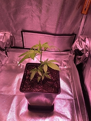 Growreport Bild 3