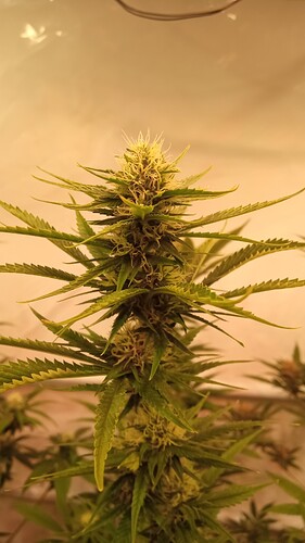 Growreport Bild 18