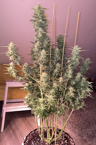 Growreport Bild 2