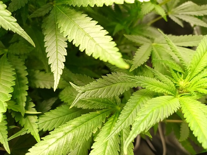 Growreport Bild 1