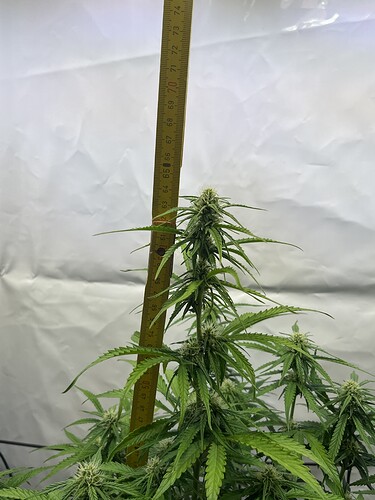 Growreport Bild 22