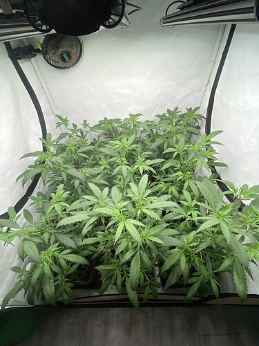 Growreport Bild 1