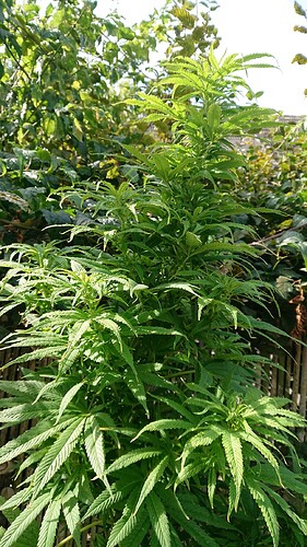 Growreport Bild 10