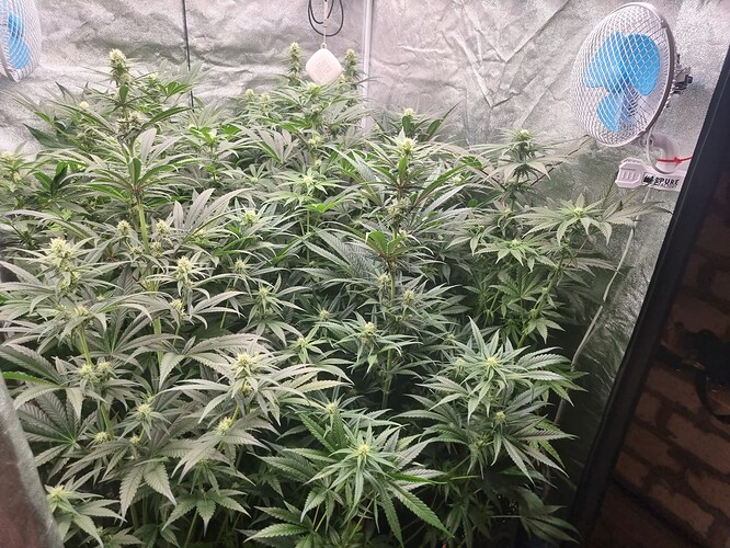 Growreport Bild 34