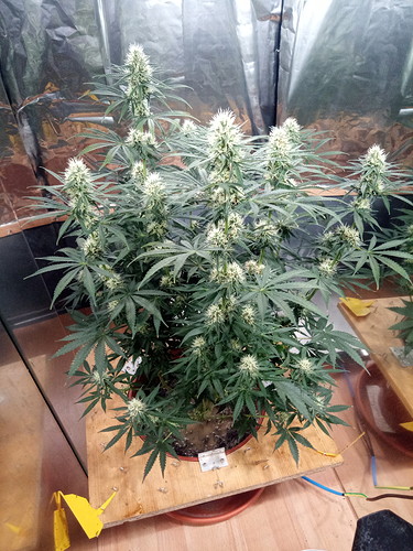 IMG_20210629_185208_9