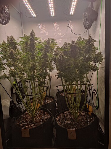 Growreport Bild 5
