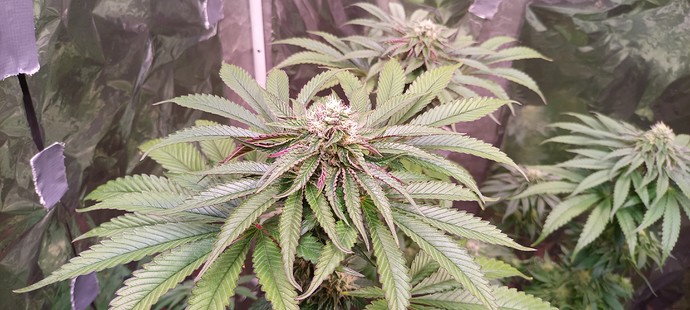 Growreport Bild 4