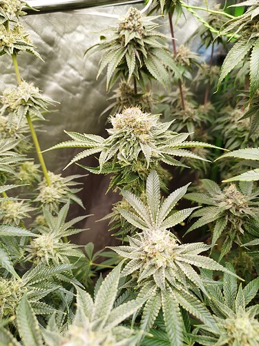 Growreport Bild 25